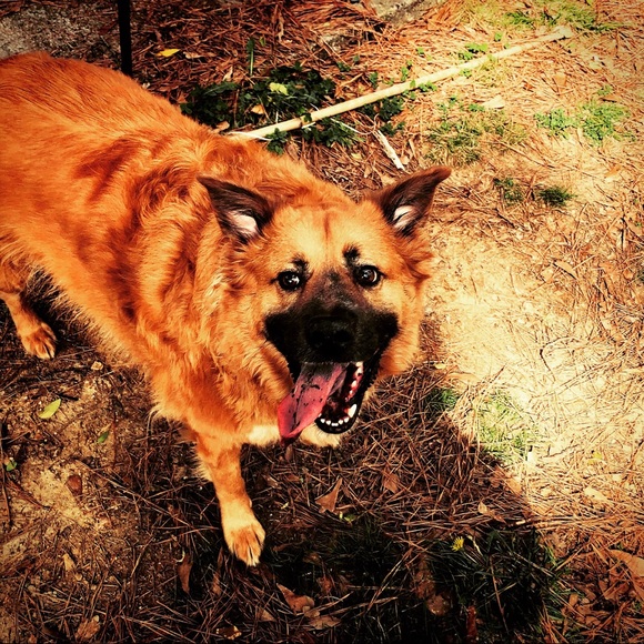 Meet your Posher, Brianna - Picture 1 of 1